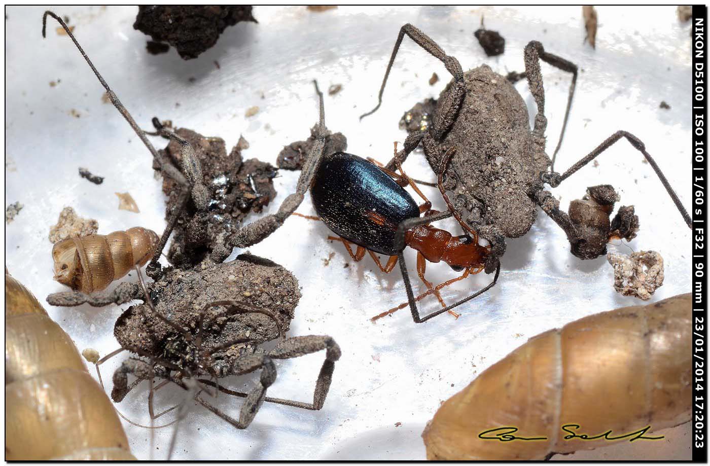 Brachinus sclopeta